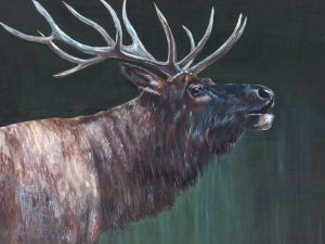 V166 - Bugling Elk
